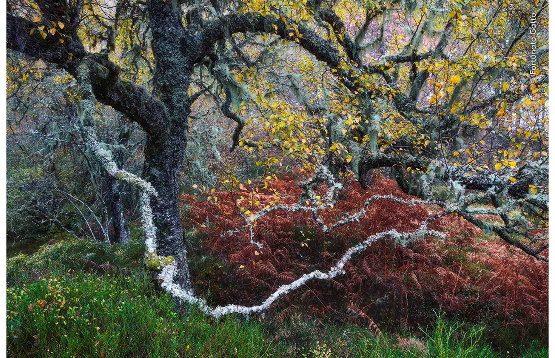 Old Man of the Glen