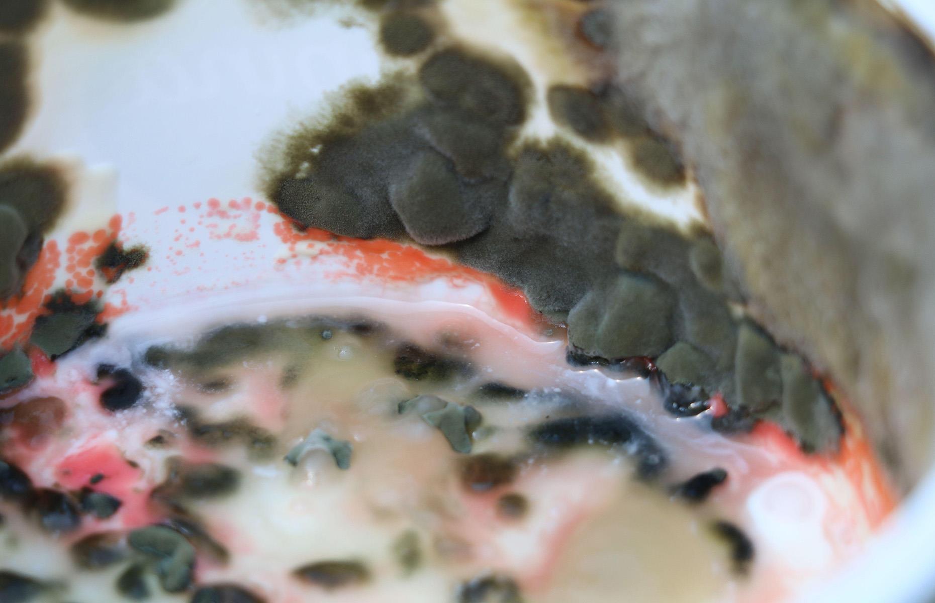 Aureobasidium