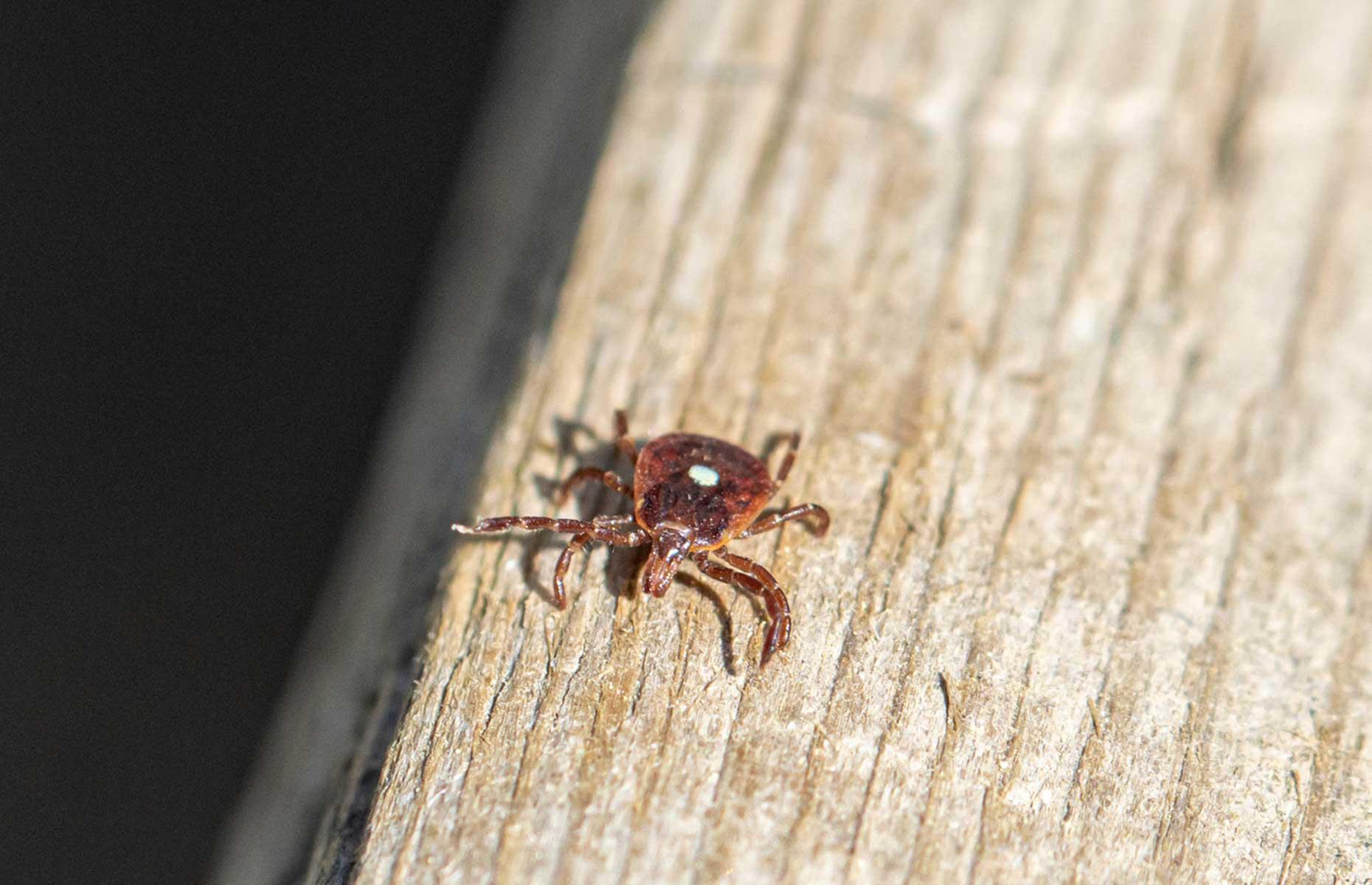 Summer pests: ticks