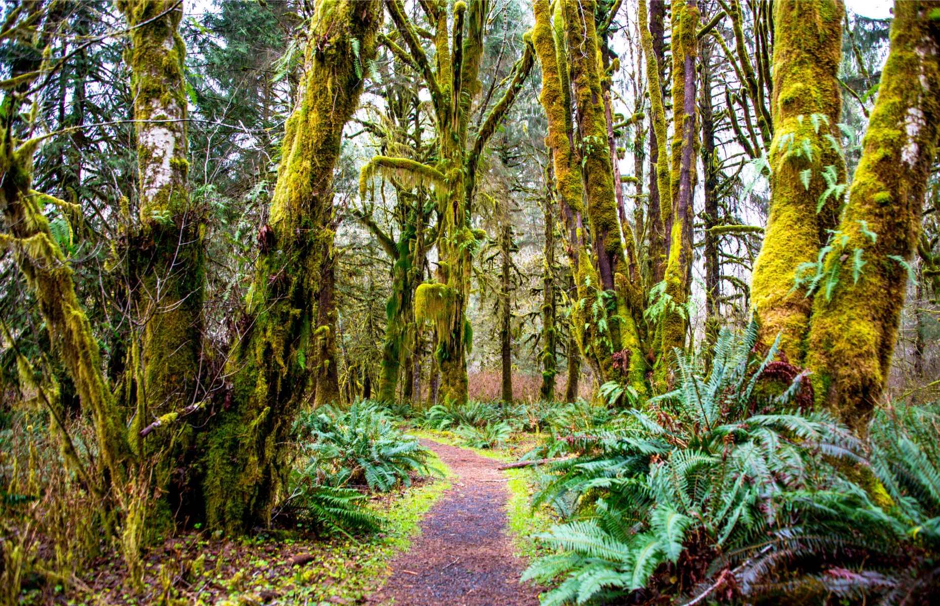 8. Olympic National Forest, Washington