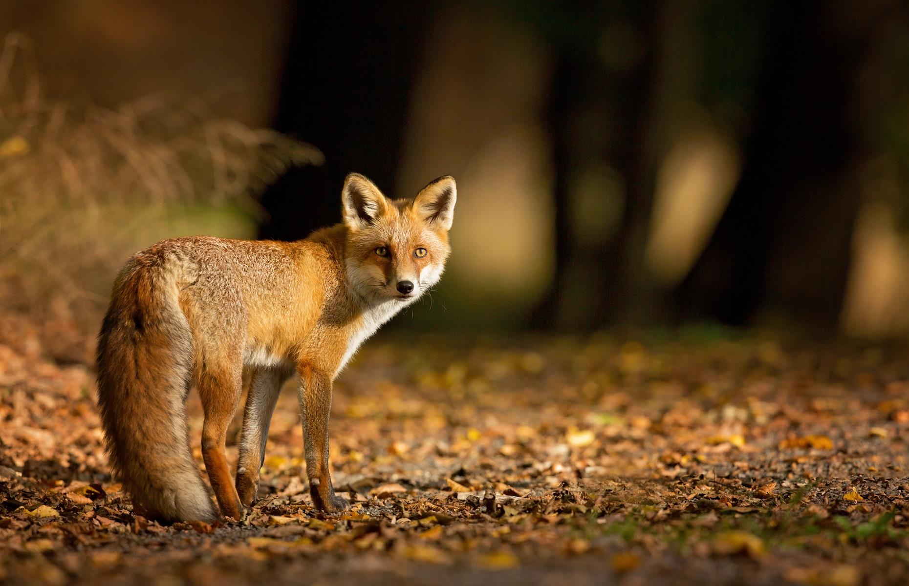 Protected species: foxes