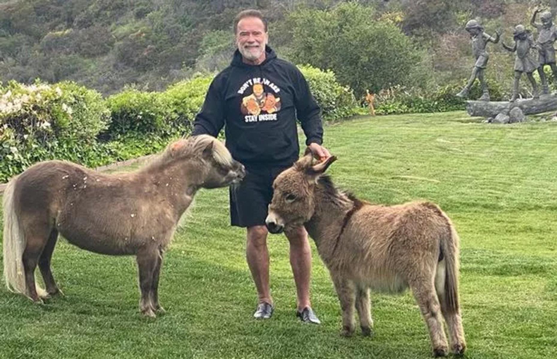 Arnold Schwarzenegger: plush pad