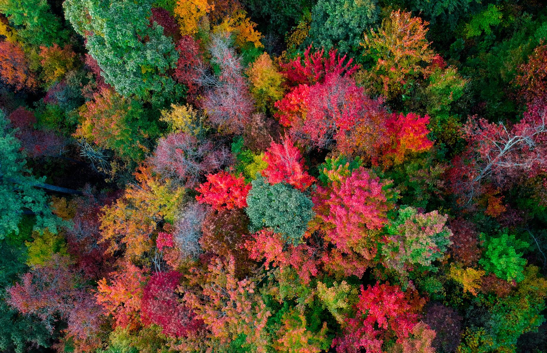 Fall leaves, North Carolina, USA