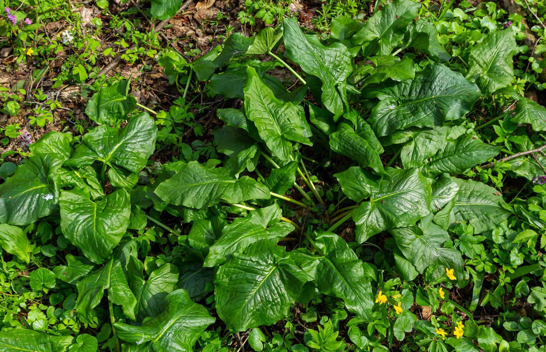 Cuckoo-pint (Arum maculatum)