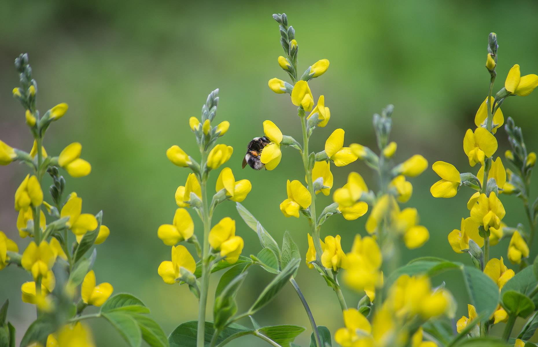 False lupin (Thermopsis lanceolata)