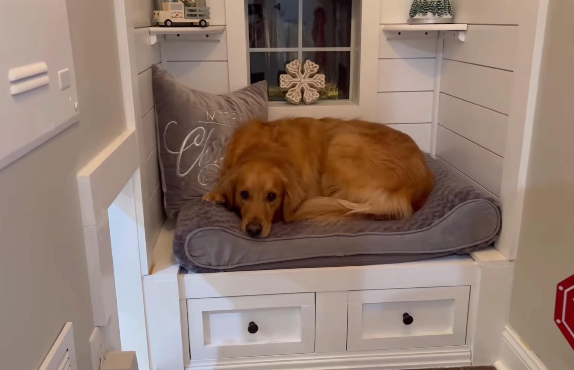 A guy and a golden