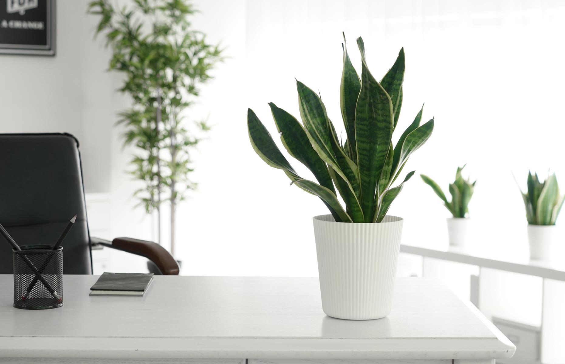 Planta serpiente (Sansevieria Trifasciata)