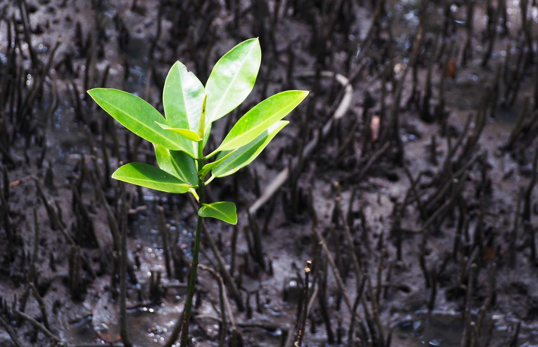 Soil health leads the way in Chiapas