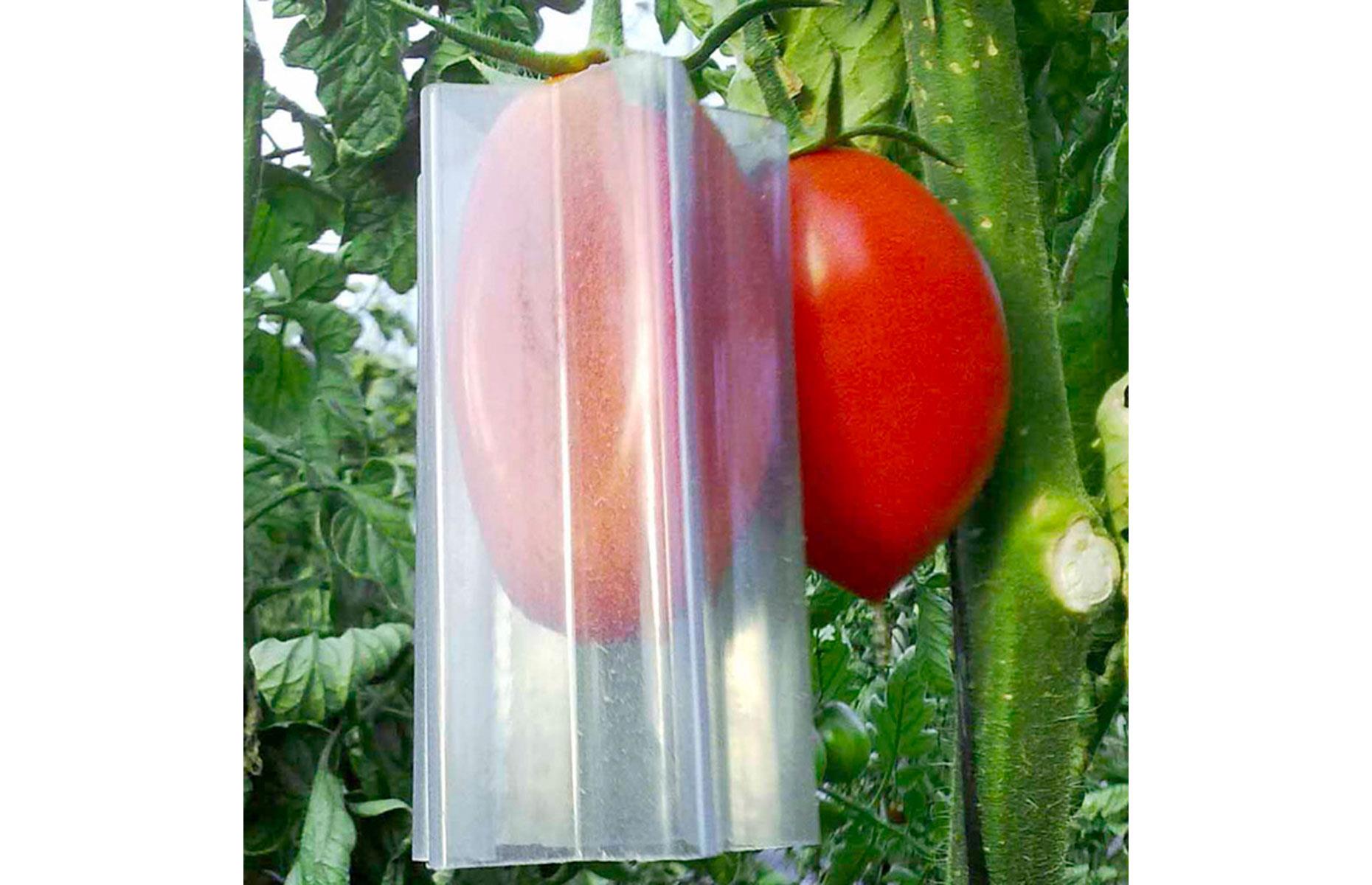 Manipulate growing fruit