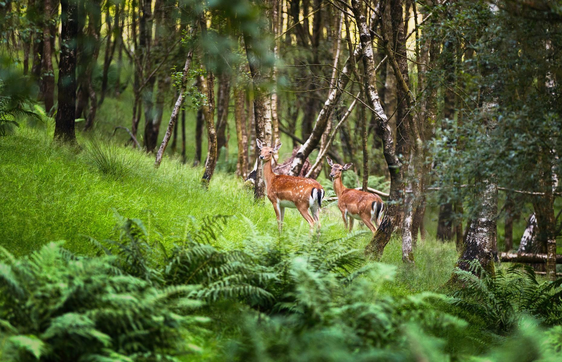 24. Cannock Chase