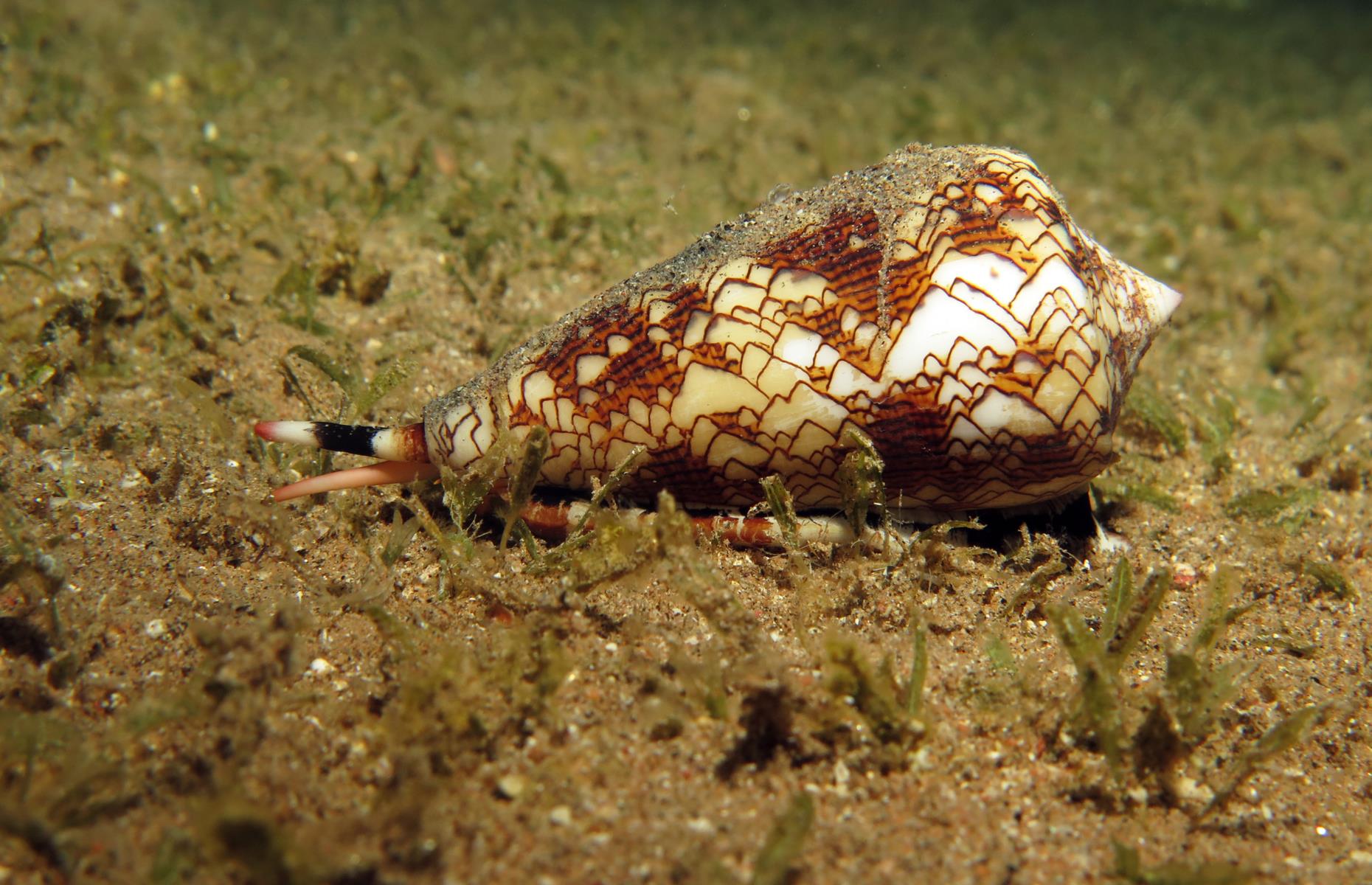 Cone snail