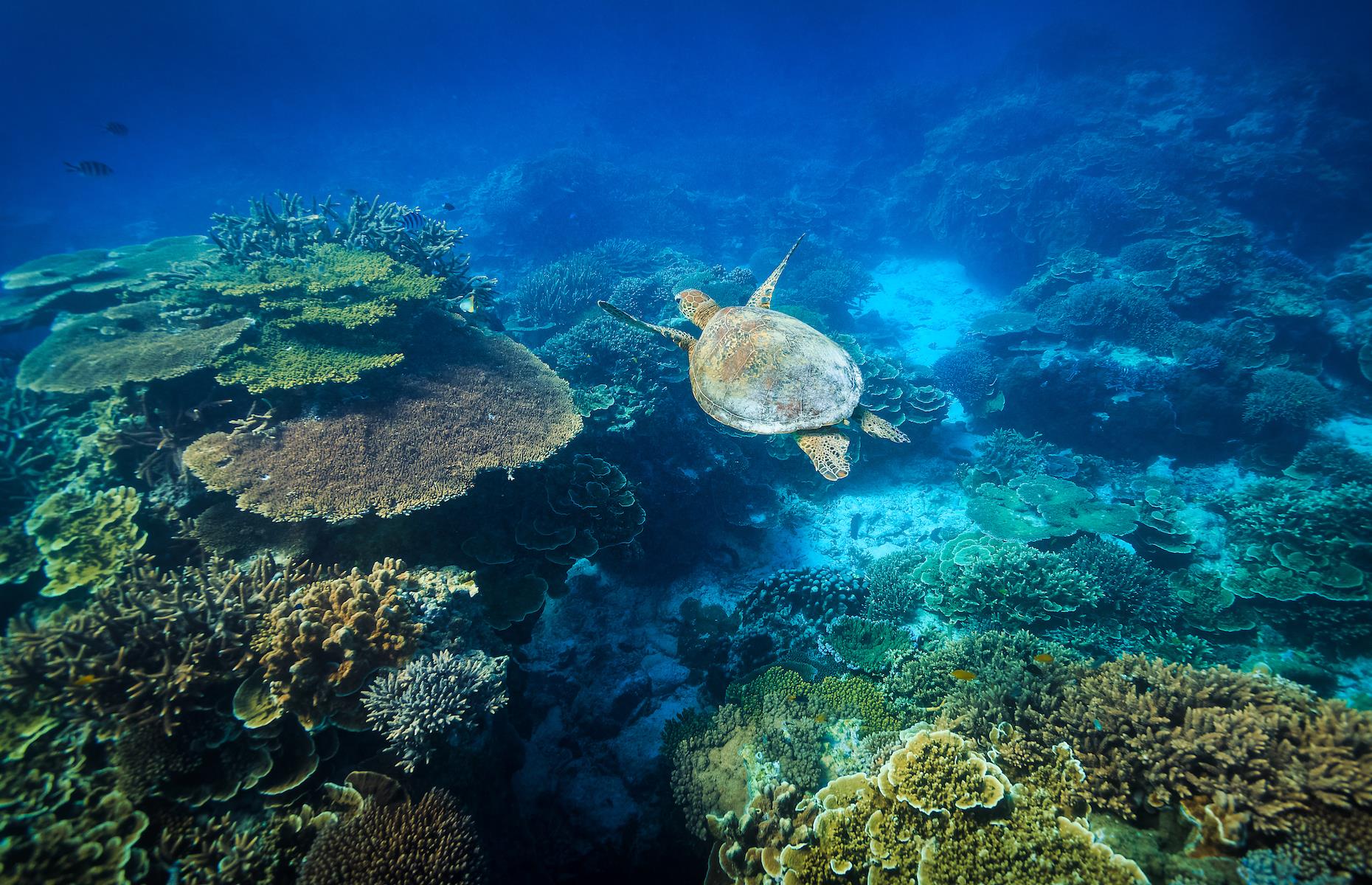 8. Watch turtles hatch, Bundaberg, Queensland