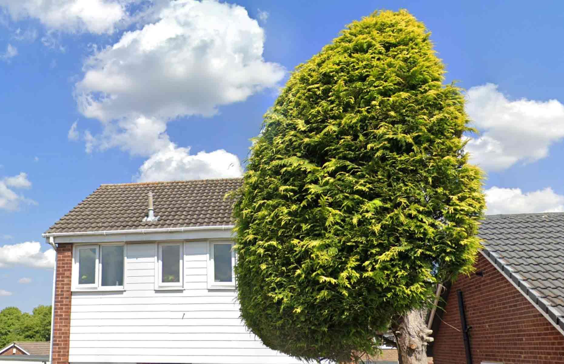 Neighbours' tree cut in half over bird mess