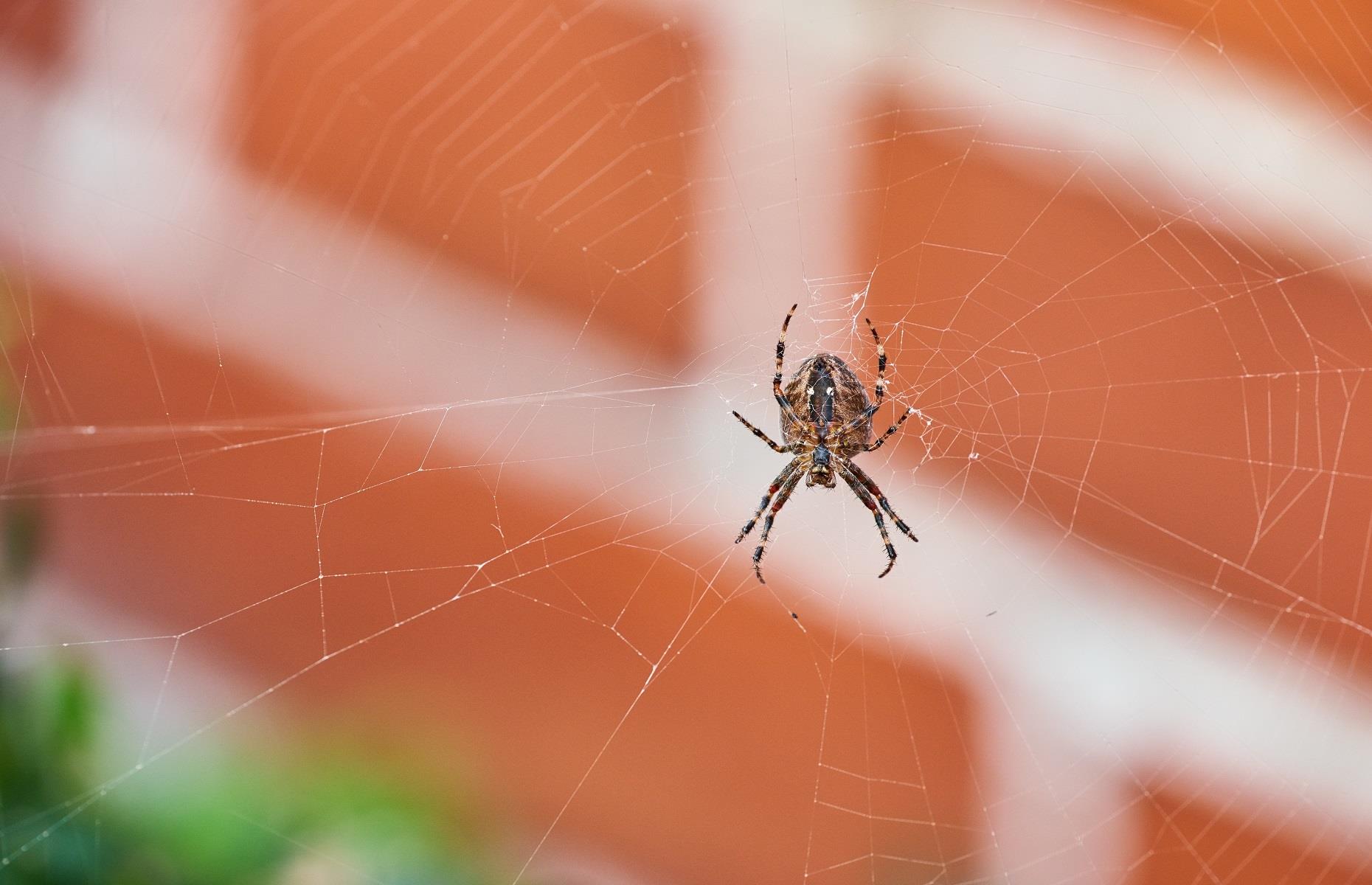 Household pest: spiders