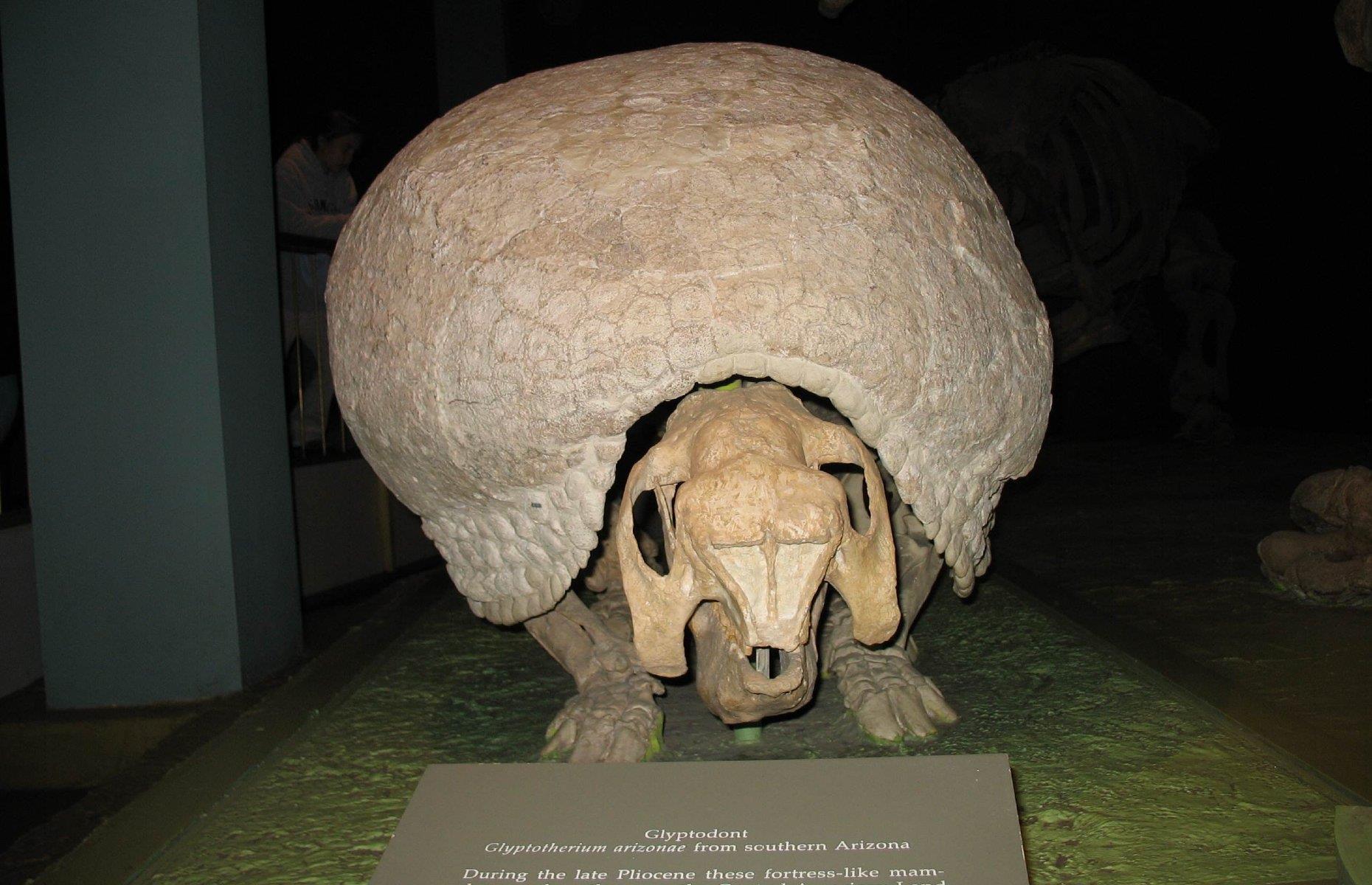 Northern glyptodont