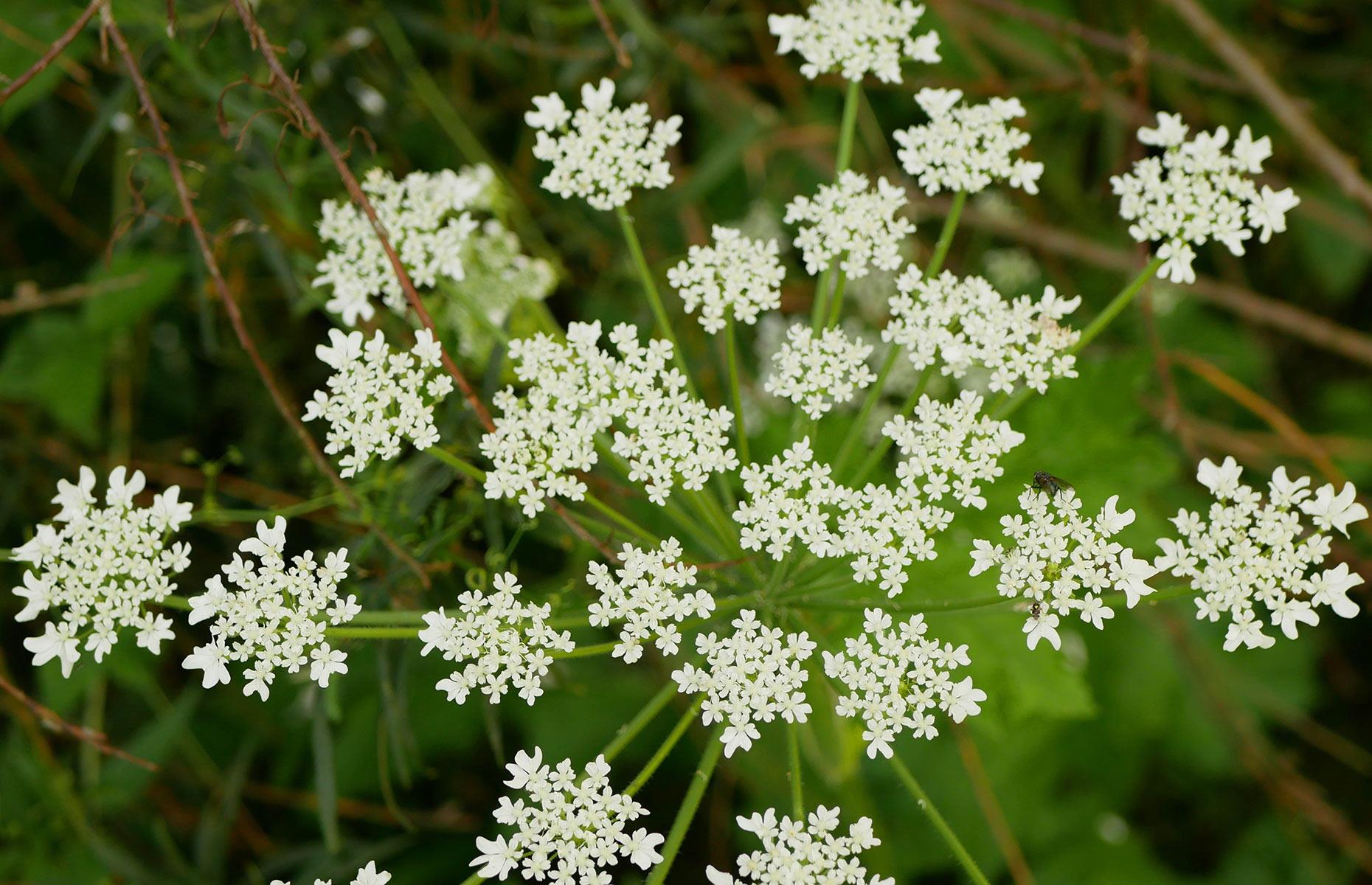 How to stop giant hogweed causing harm