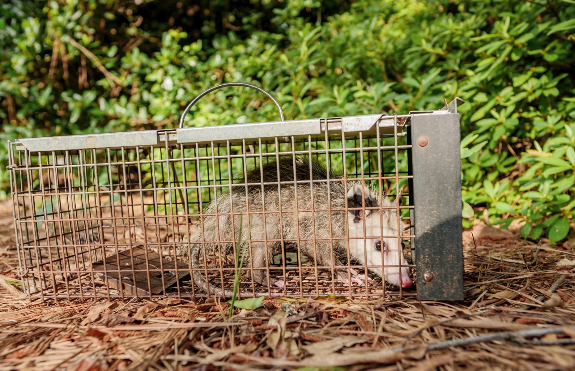 How to get rid of opossums legally