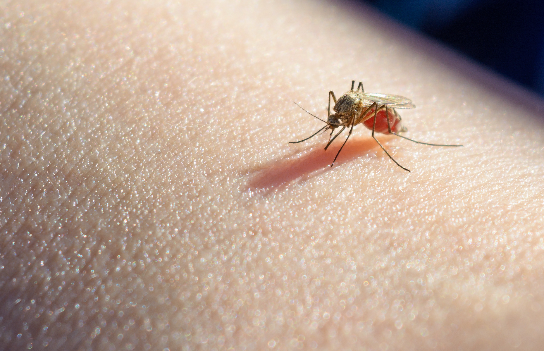 So how do we stop mosquito bites?