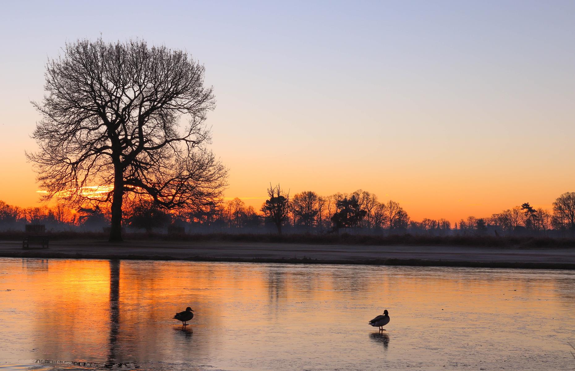 Bushy Park, Richmond, England