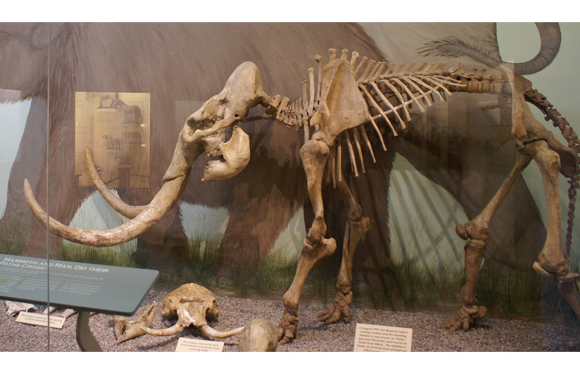 Pygmy mammoth