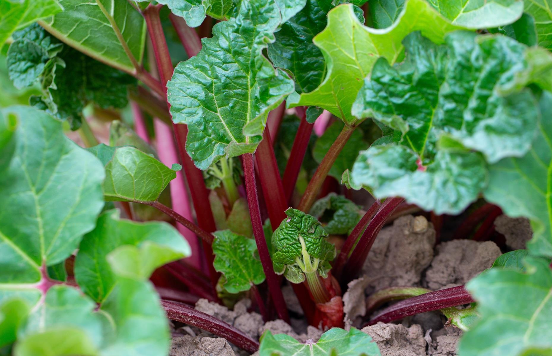 What problems can rhubarb cause?