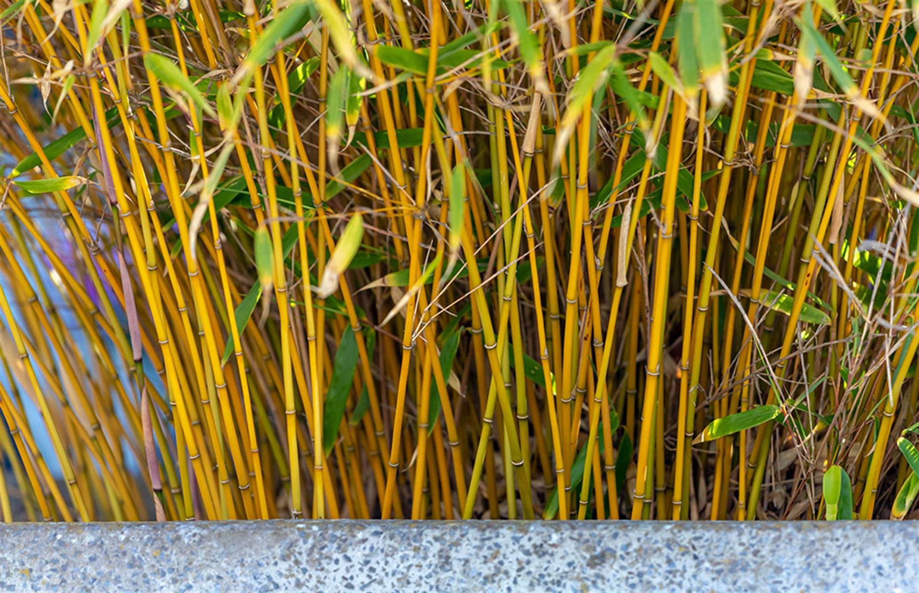 How to identify bamboo