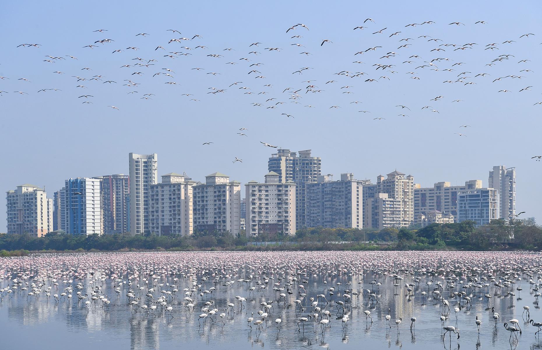 Flamingos descend on Mumbai, India