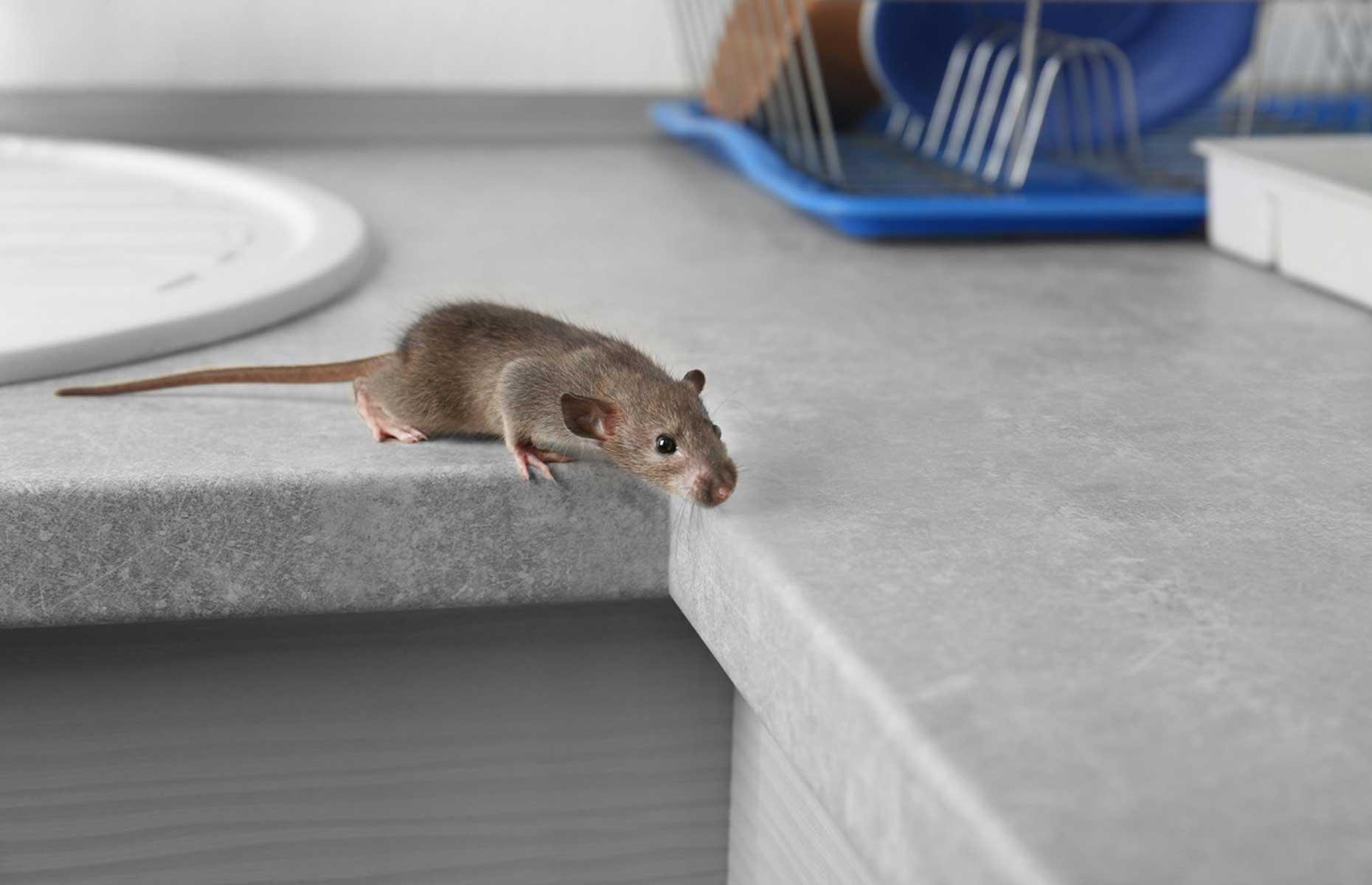 Summer pests: mice