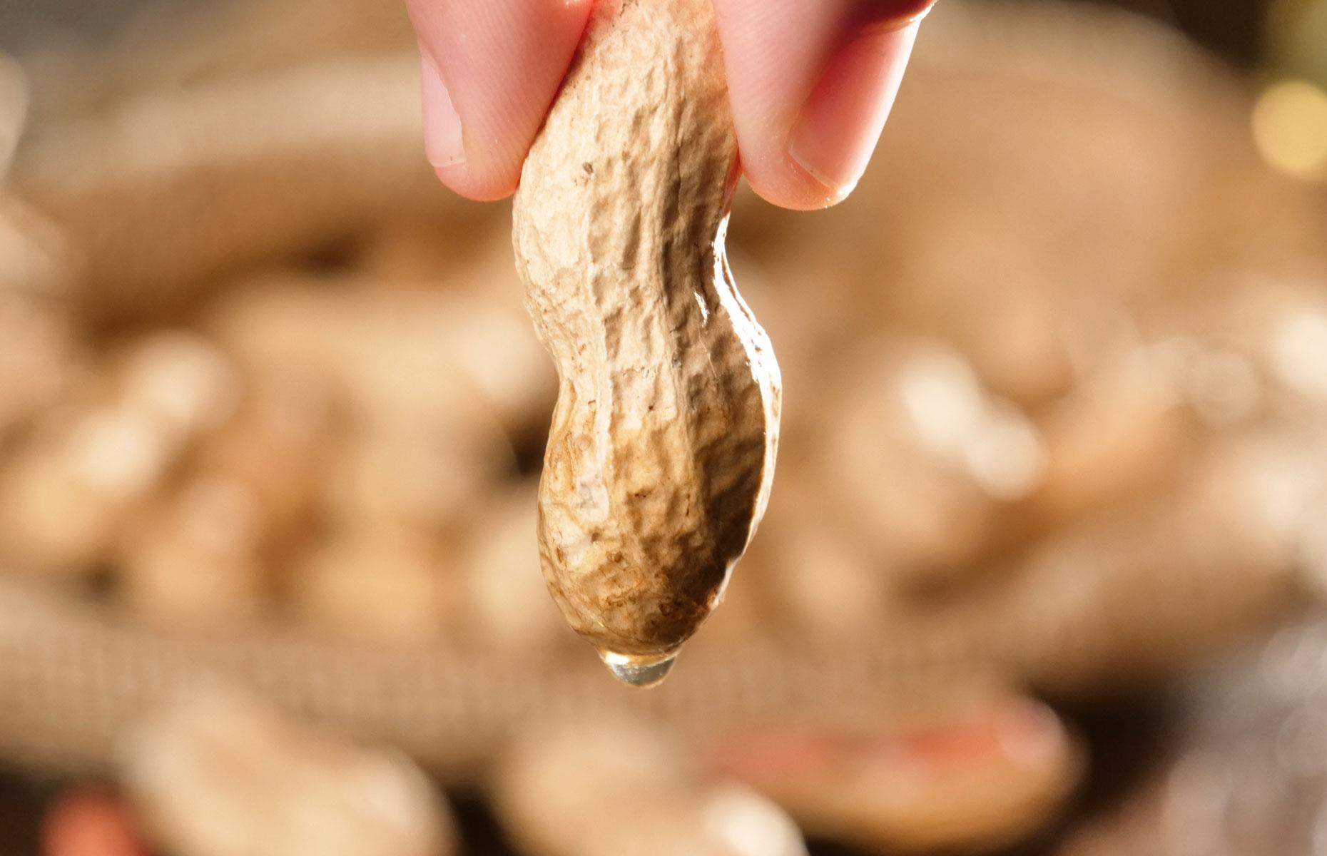 Argentina: 60% of groundnut oil imports