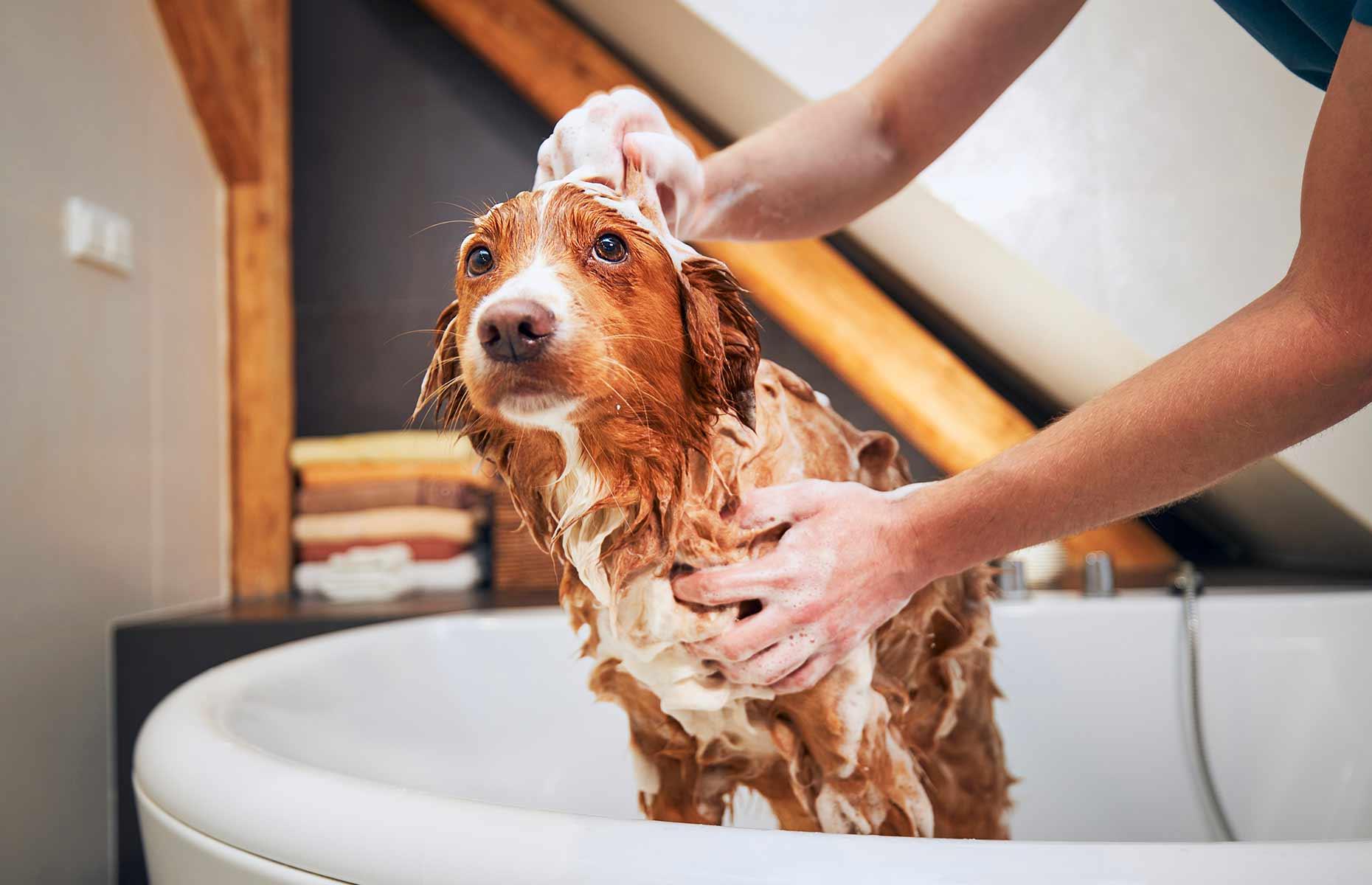 Repel fleas from pets 