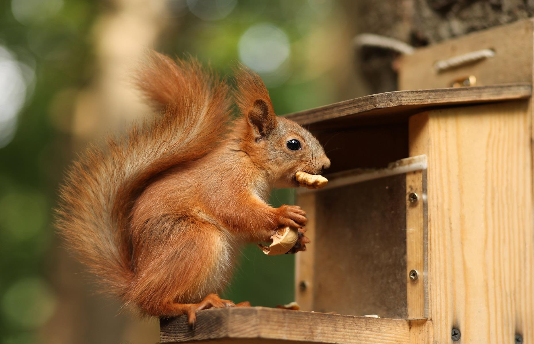How to get rid of squirrels legally