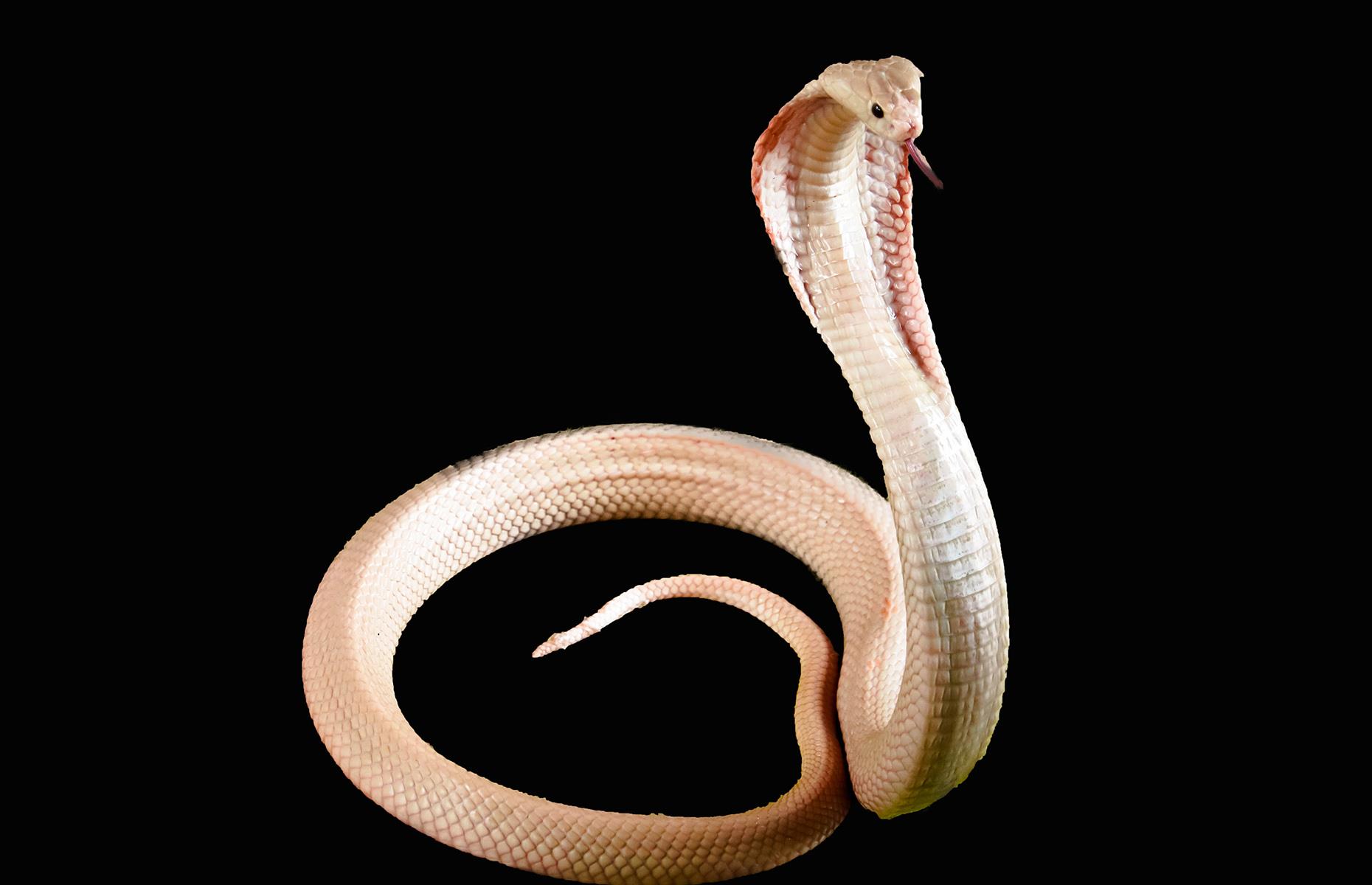 Deadly snakes