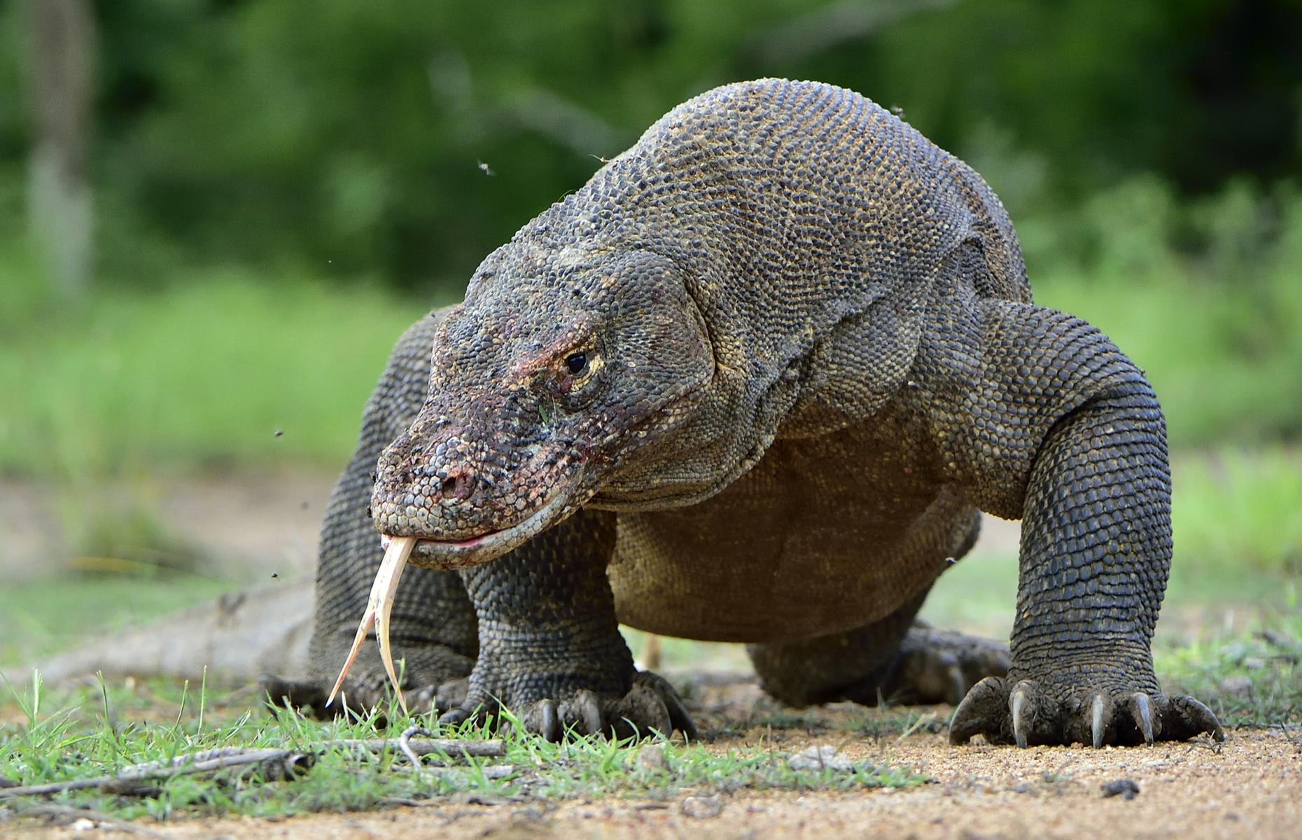 Komodo dragon