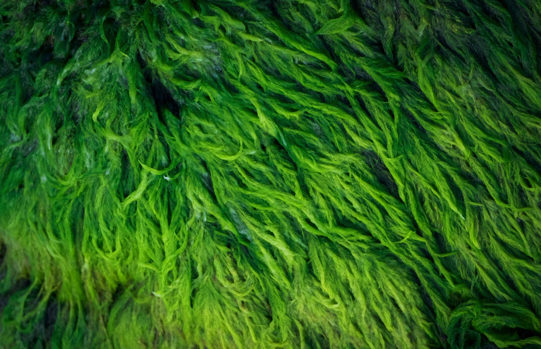 The Philippines are big in the algae business