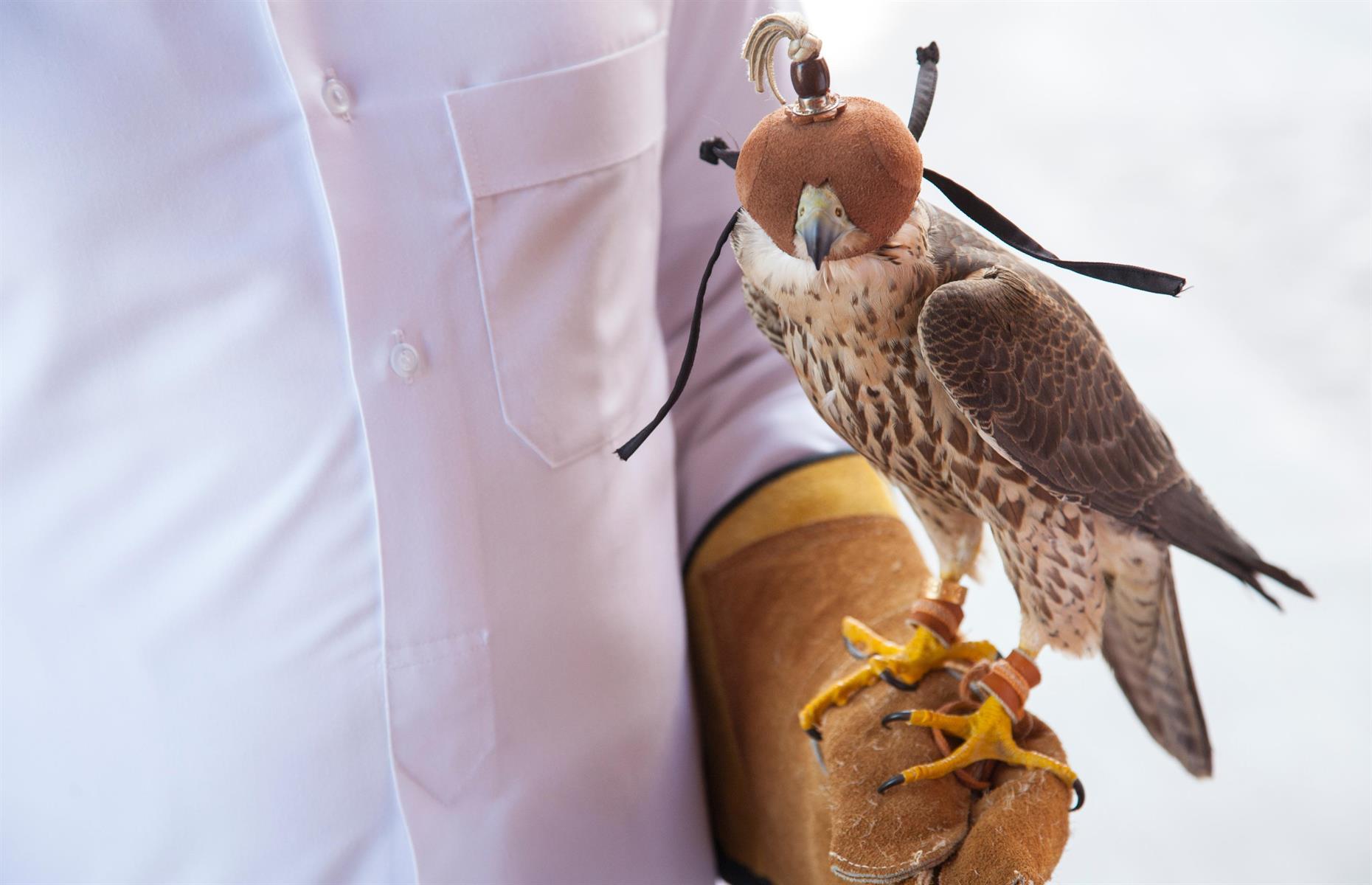Falcons fly free on Etihad Airways