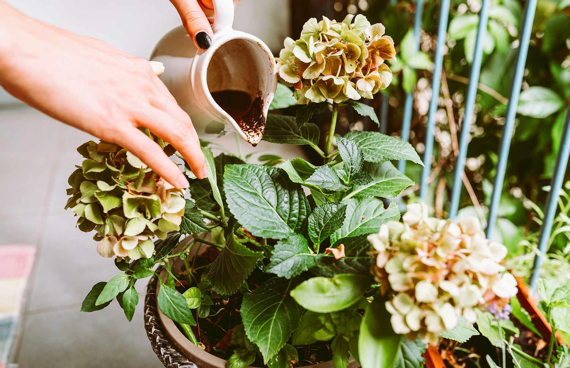 Promote blue hydrangeas 