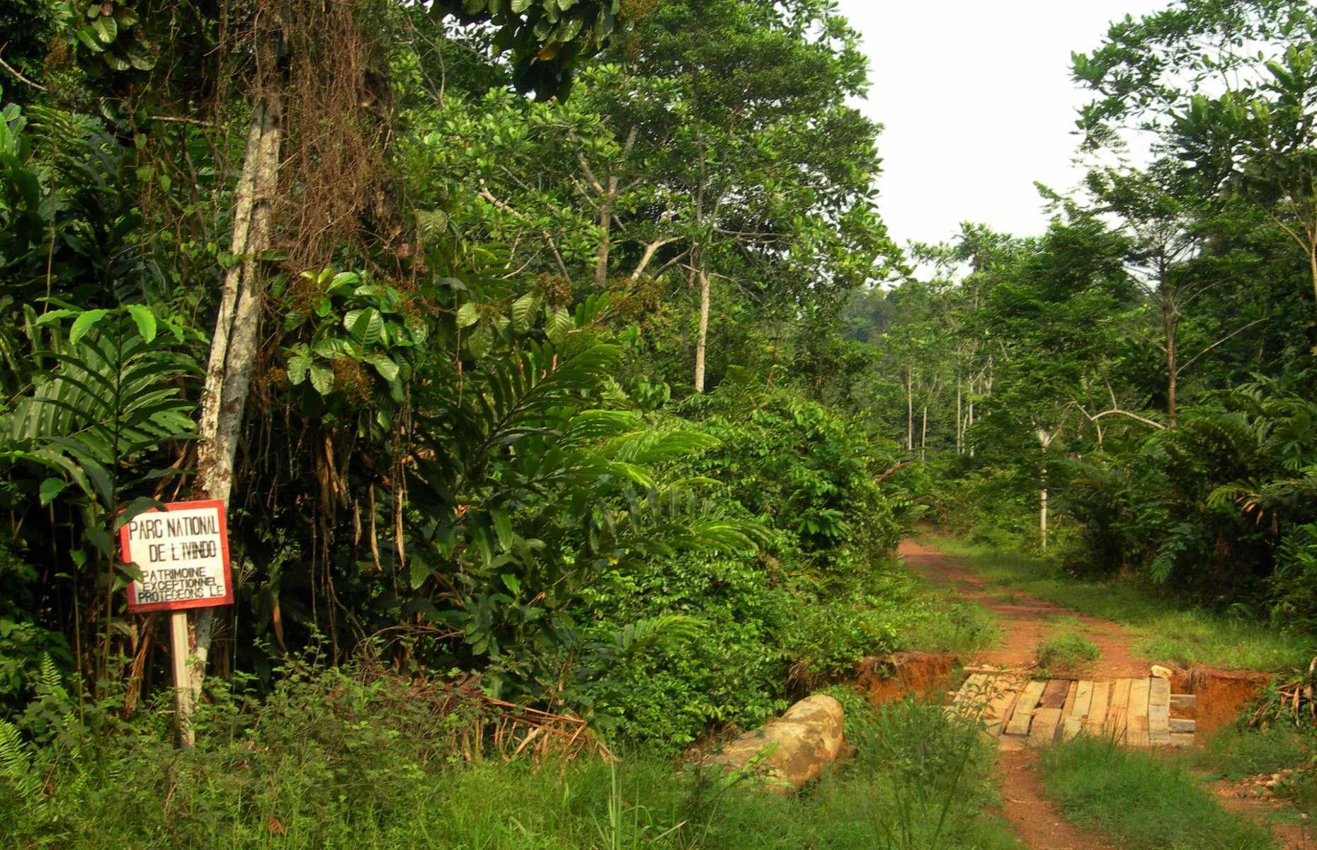 Ivindo National Park, Gabon