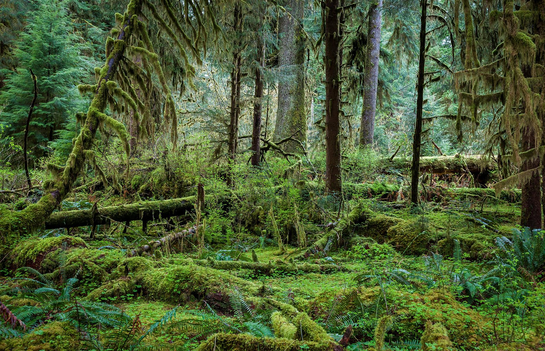 Washington: Hoh Rain Forest, Olympic National Park