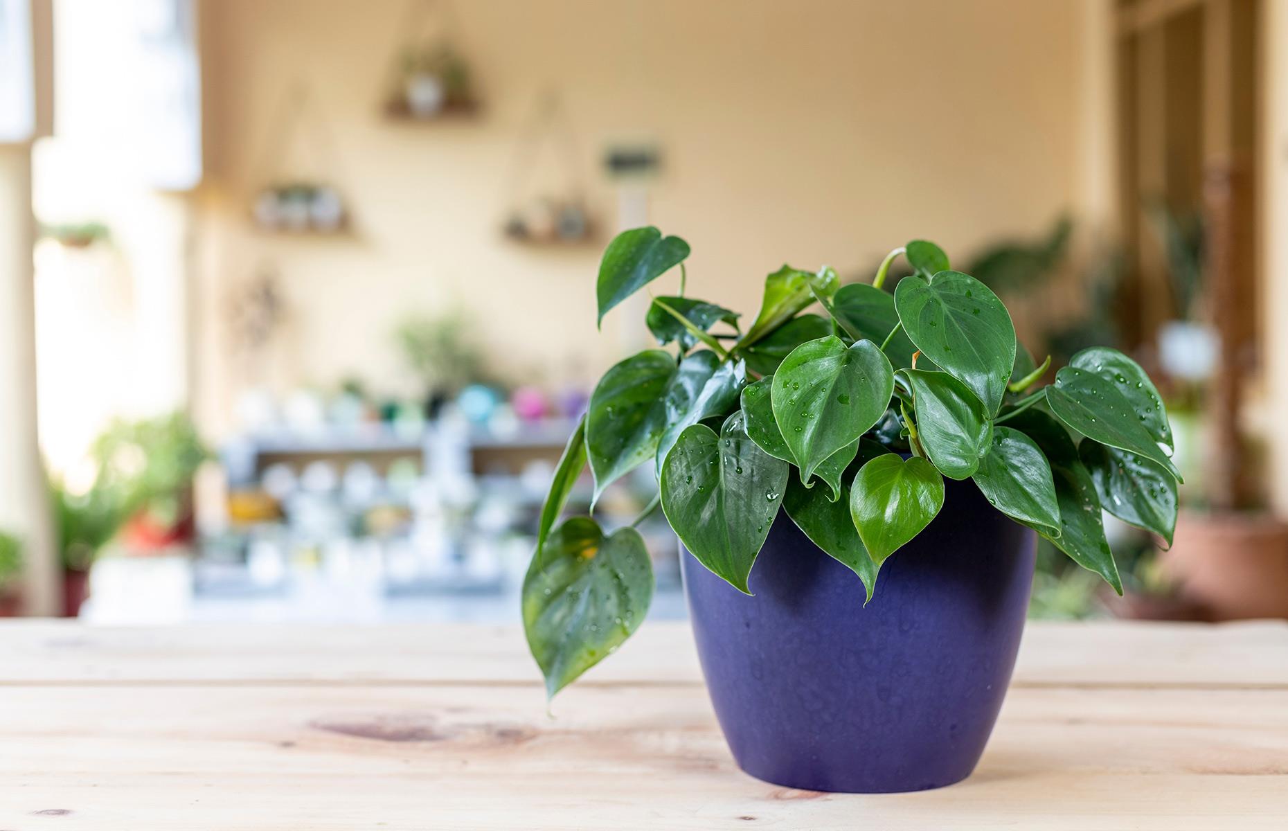 Hoja de corazón (Philodendron Scandens)