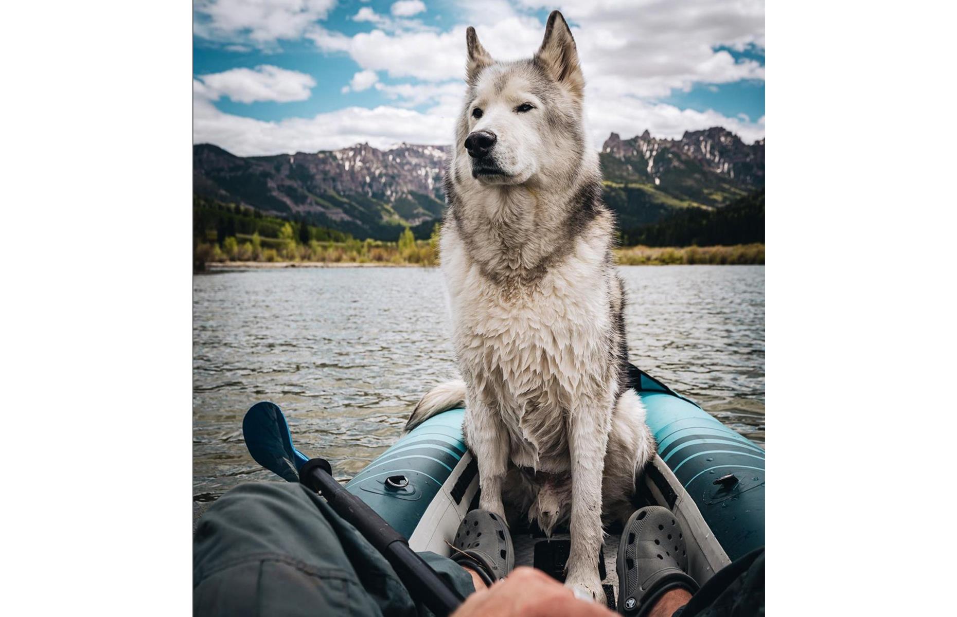 Loki the Wolfdog