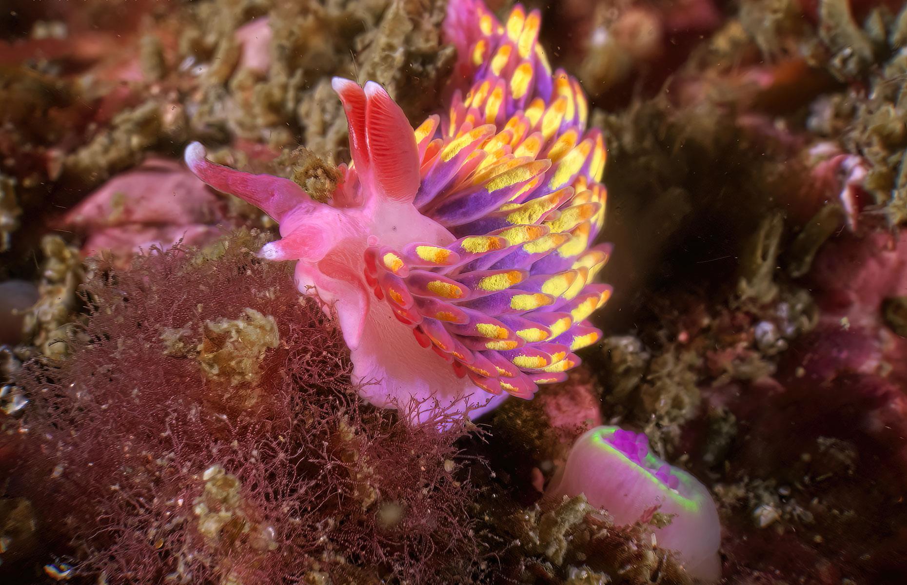 Rare slug spotted around the Isles of Scilly