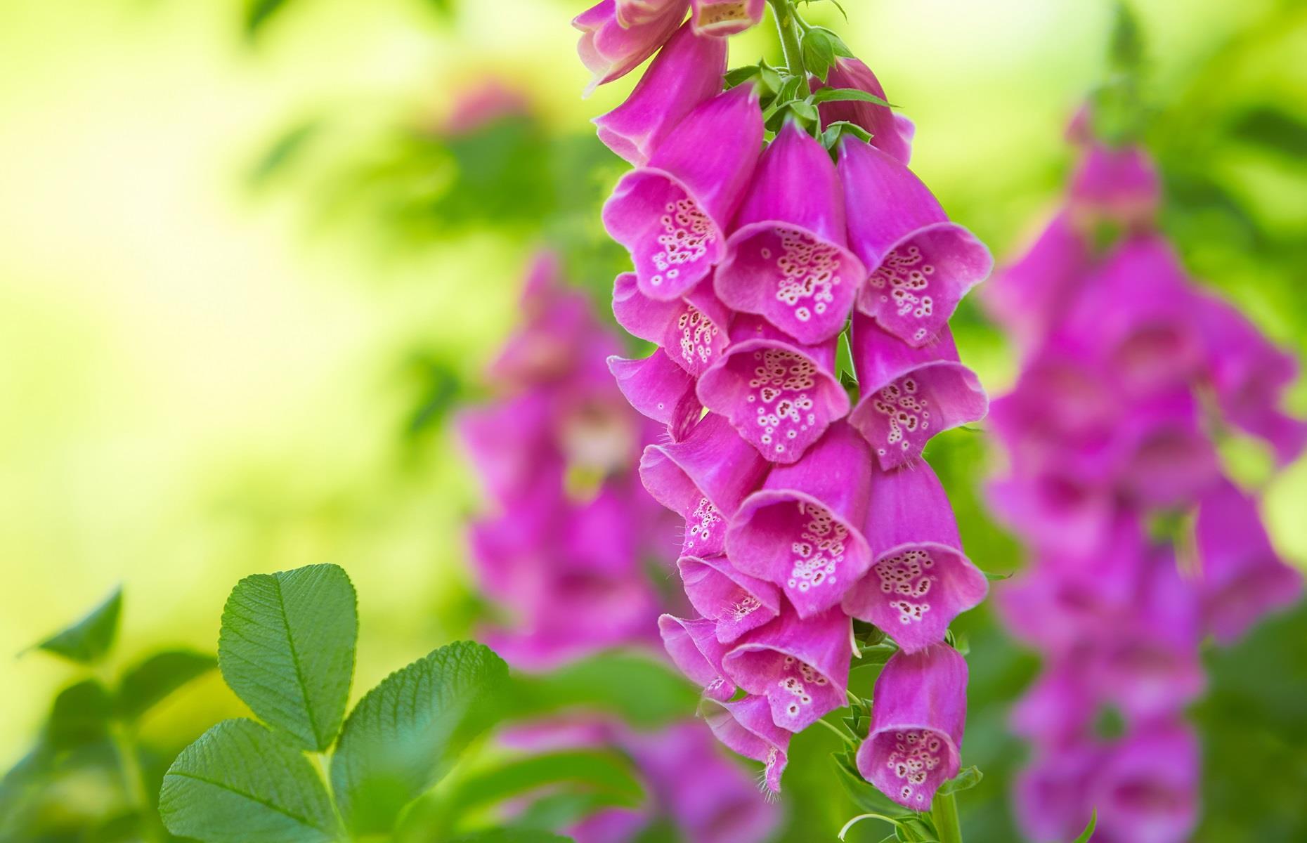 What problems can foxgloves cause?