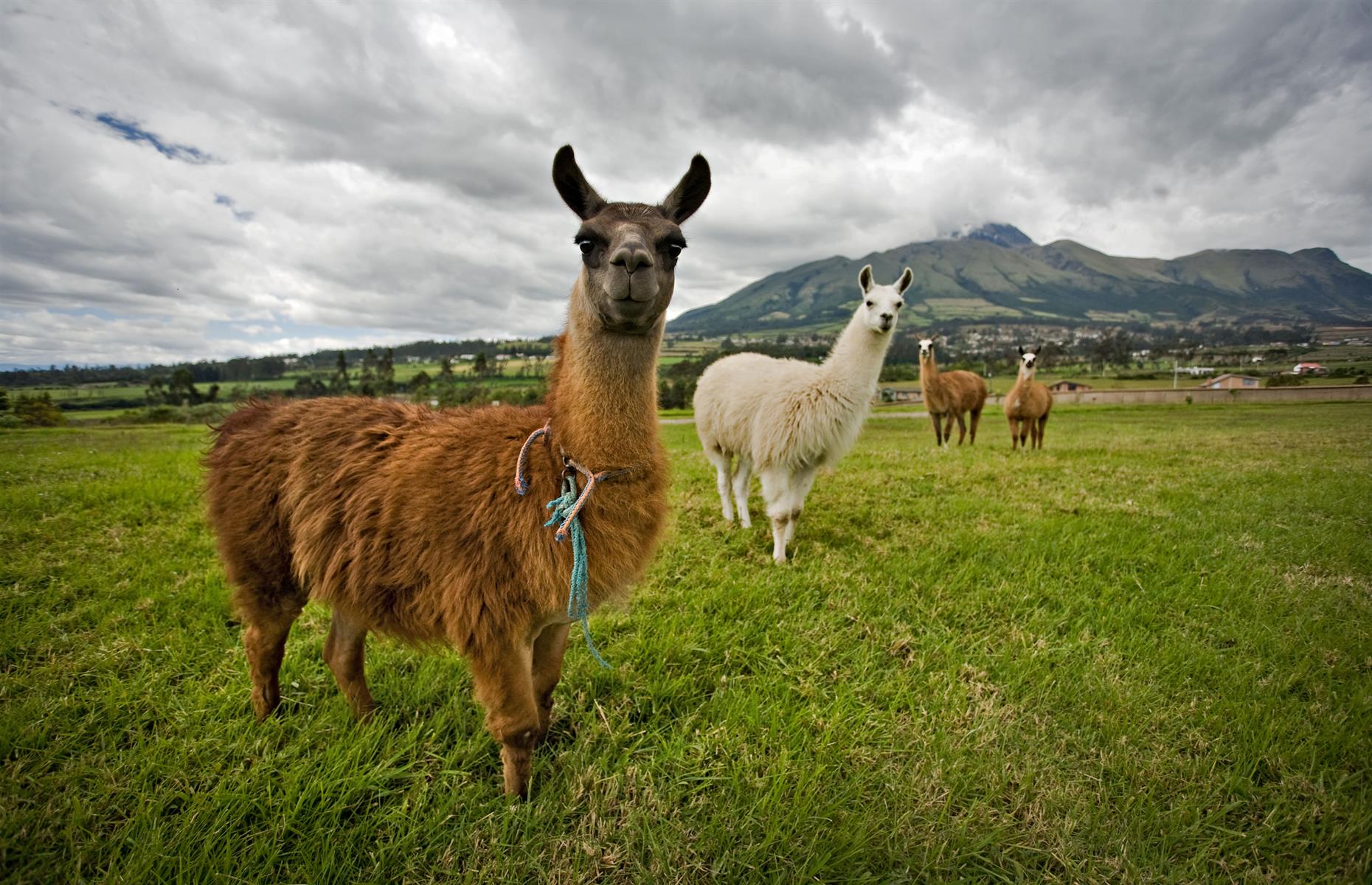 Llamas communicate by humming