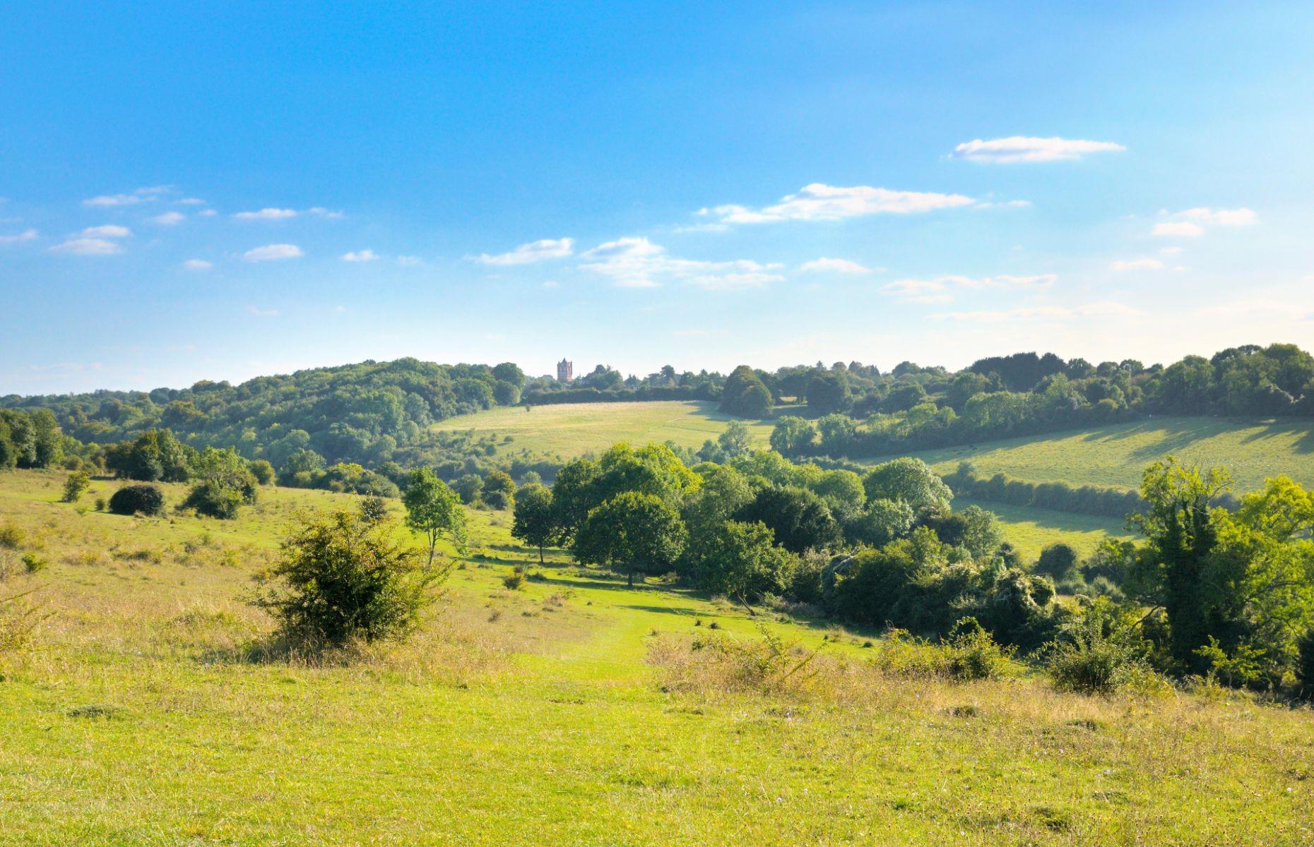 July: Farthing Downs and Happy Valley, London 