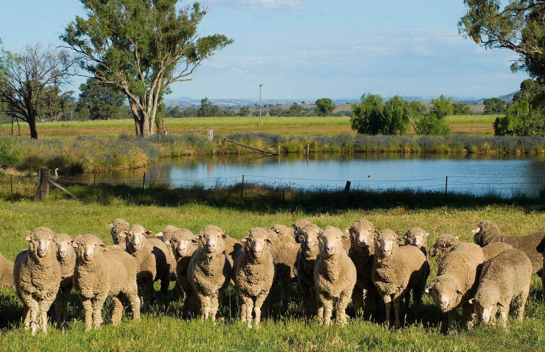 50th. Field family: 75,647 hectares