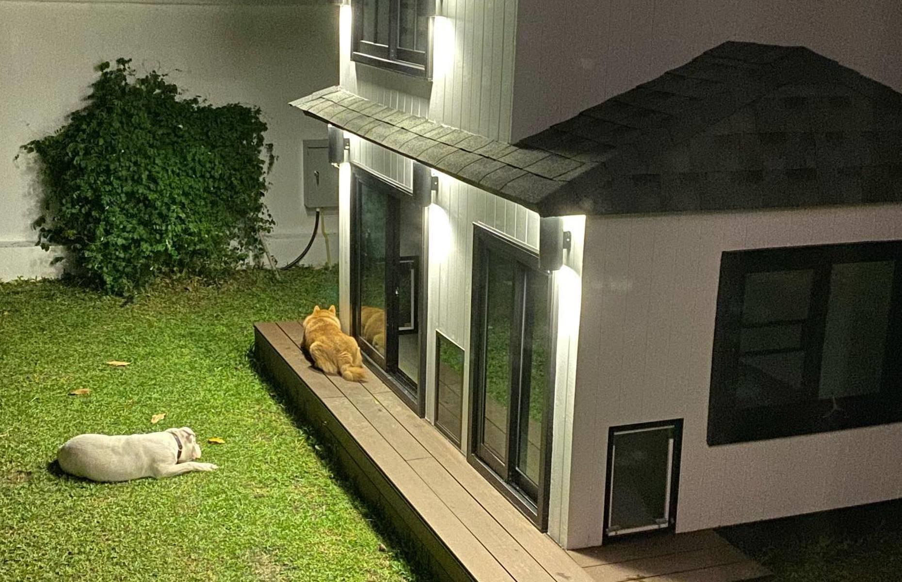 Mini-me doggie mansion