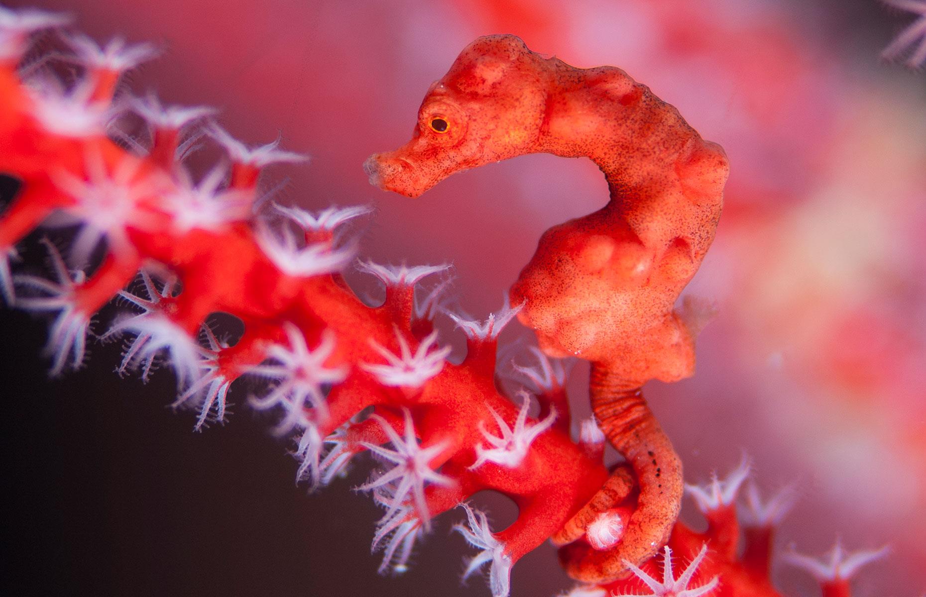 Denise’s pygmy seahorse, Indonesia