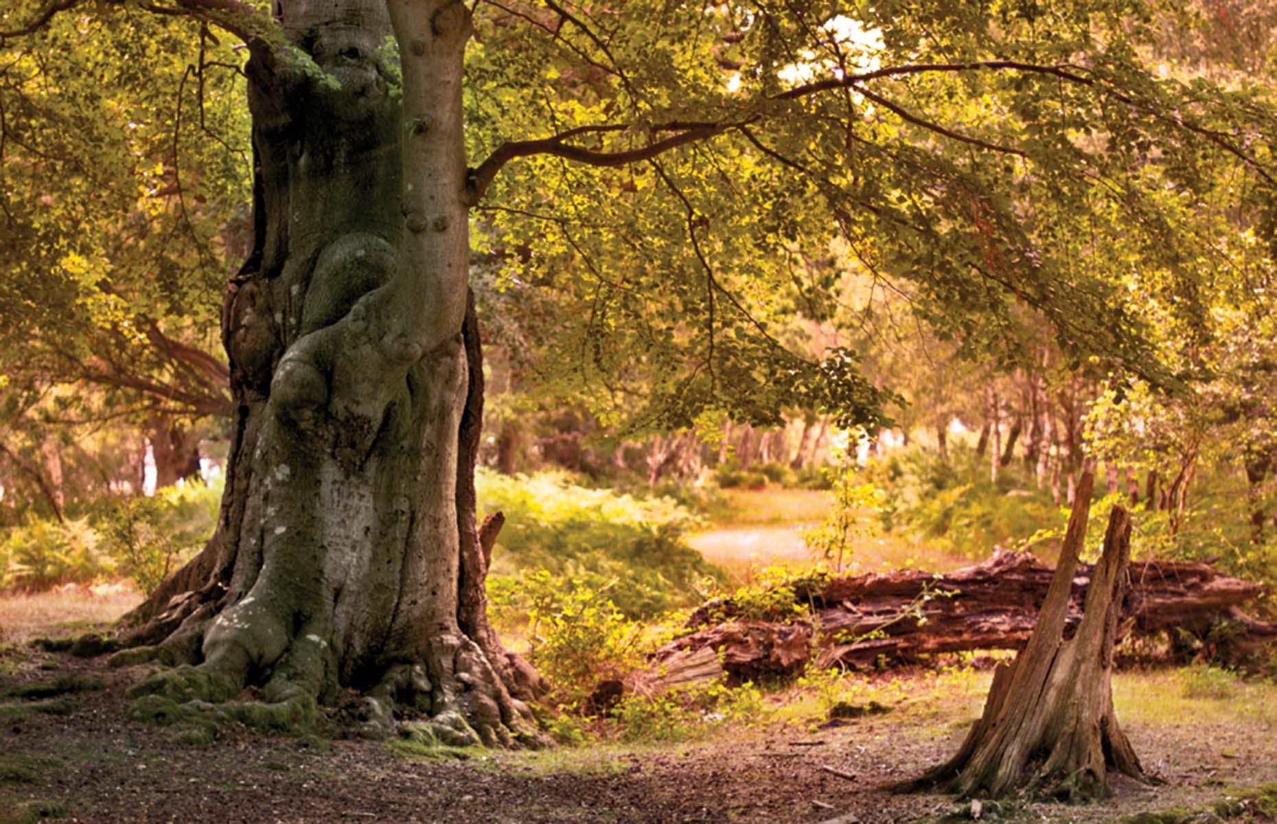 July: The New Forest, Hampshire  
