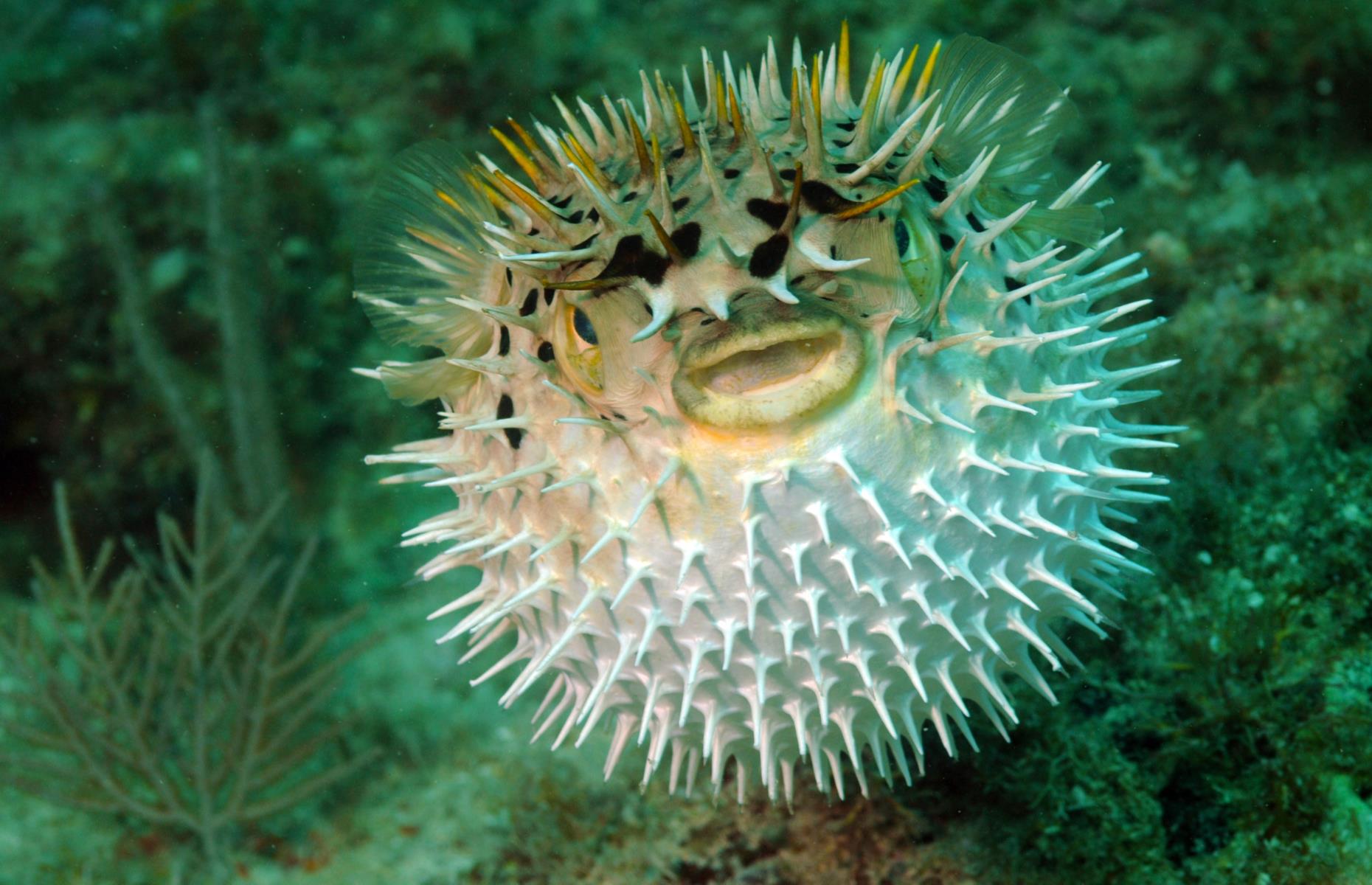 Pufferfish