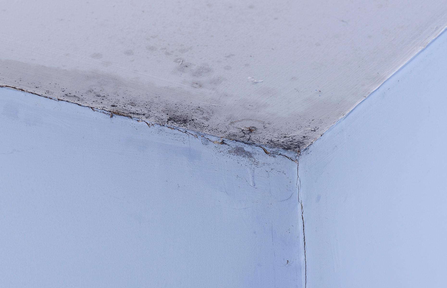 Poisoning from black mould